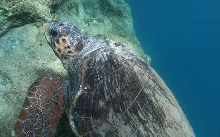 Riviera ateniense: Snorkel na Costa e Fotos Subaquáticas