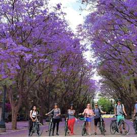 Atenas: City tour dos destaques da cidade em bicicleta