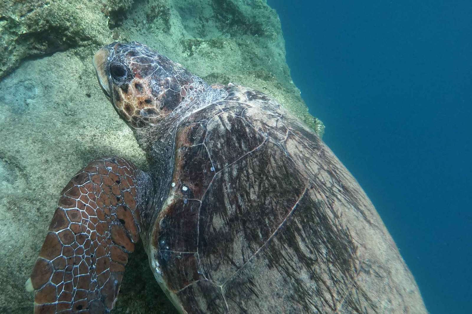 Riviera ateniense: Snorkel na Costa e Fotos Subaquáticas