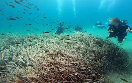 Costa leste de Atenas: Descobre o mergulho em Nea Makri