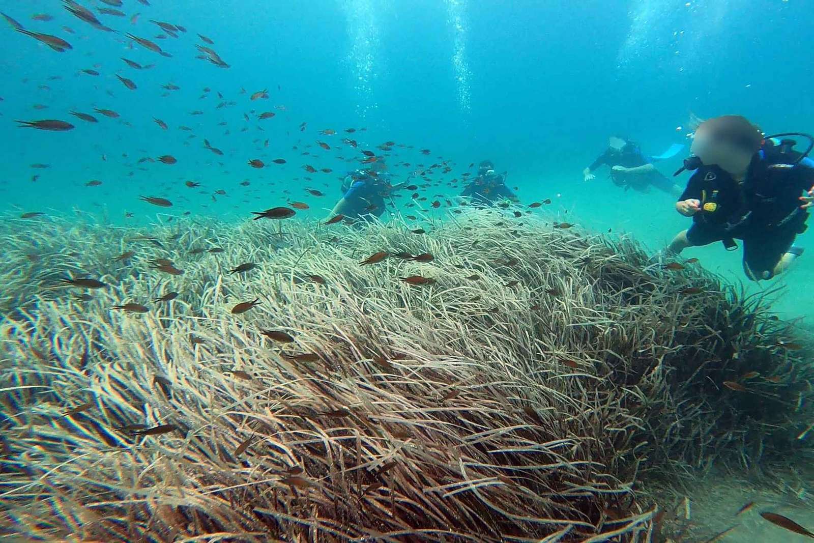 Costa leste de Atenas: Descobre o mergulho em Nea Makri