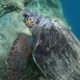Riviera ateniense: Snorkel na Costa e Fotos Subaquáticas