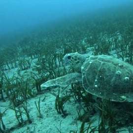 Atenas: Aventura de mergulho com snorkel na Riviera