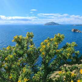 De Atenas: Visita guiada ao Templo de Poseidon e ao Cabo Sounion