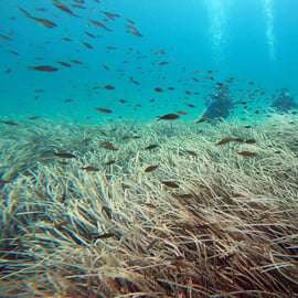 Costa leste de Atenas: Descobre o mergulho em Nea Makri
